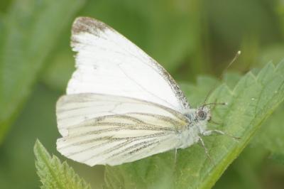 <i>Pieris napi</i>