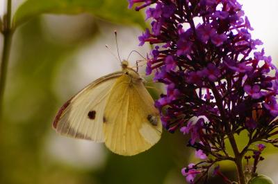 <i>Pieris brassicae</i>