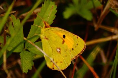 <i>Colias crocea</i>