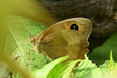 <i>Maniola jurtina</i>