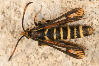 <i>Bembecia</i>