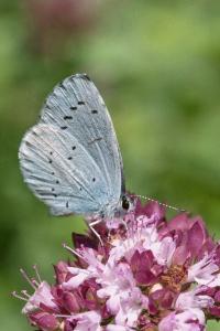 <i>Celastrina argiolus</i>
