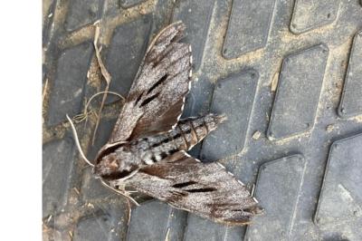 <i>Hyloicus pinastri</i>