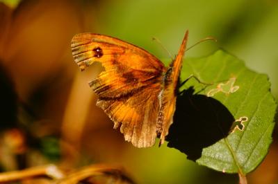 <i>Pyronia tithonus</i>