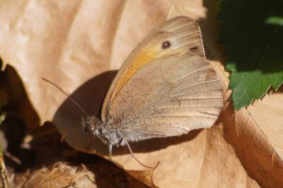 <i>Maniola jurtina</i>