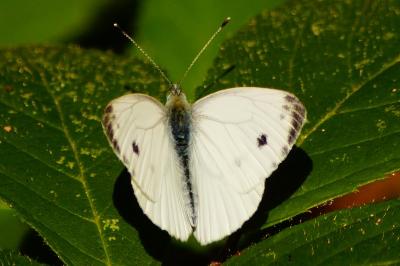<i>Pieris napi</i>