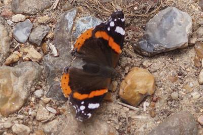 <i>Vanessa atalanta</i>