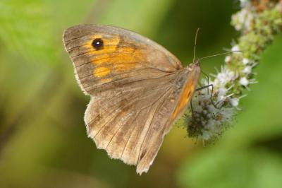 <i>Maniola jurtina</i>