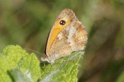 <i>Pyronia tithonus</i>