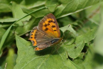 <i>Lycaena phlaeas</i>
