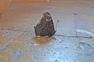 <i>Aglais io</i>
