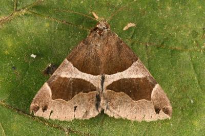 <i>Dysgonia algira</i>