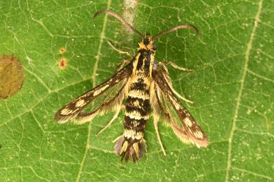 <i>Chamaesphecia</i>