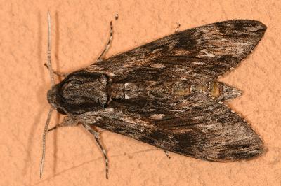 <i>Agrius convolvuli</i>