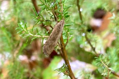 <i>Nomophila noctuella</i>