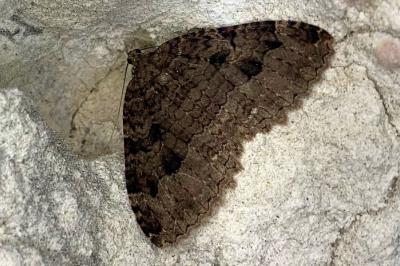 <i>Triphosa dubitata</i>