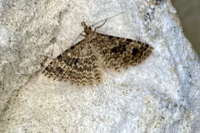 <i>Alucita hexadactyla</i>