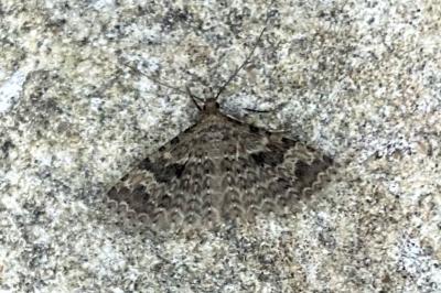 <i>Alucita hexadactyla</i>