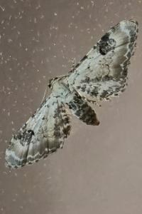 <i>Eupithecia centaureata</i>
