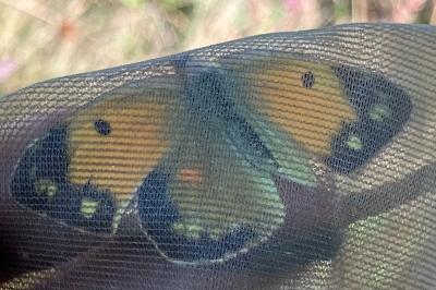 <i>Colias crocea</i>