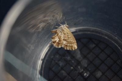 <i>Cacyreus marshalli</i>