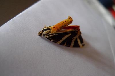 <i>Euplagia quadripunctaria</i>