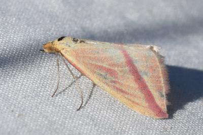 <i>Rhodometra sacraria</i>