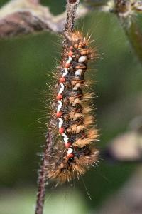 <i>Acronicta rumicis</i>