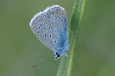 <i>Polyommatus icarus</i>