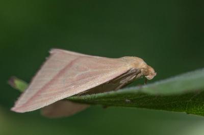 <i>Rhodometra sacraria</i>