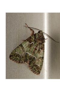 <i>Polyphaenis sericata</i>