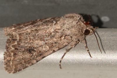 <i>Anarta trifolii</i>