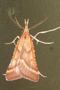 <i>Synaphe punctalis</i>