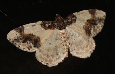 <i>Ligdia adustata</i>