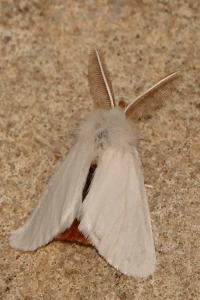 <i>Euproctis chrysorrhoea</i>