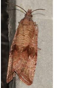 <i>Celypha striana</i>