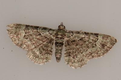 <i>Pasiphila rectangulata</i>