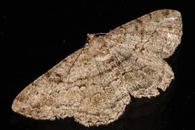 <i>Peribatodes rhomboidaria</i>