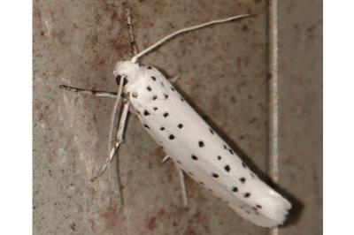 <i>Yponomeuta evonymella</i>