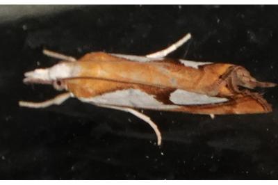 <i>Catoptria pinella</i>