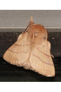 <i>Malacosoma neustria</i>