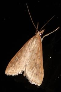 <i>Udea ferrugalis</i>