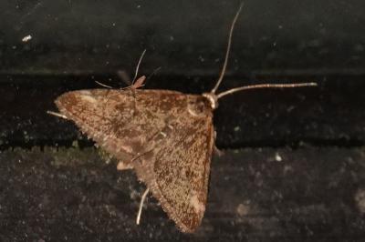 <i>Pyrausta despicata</i>
