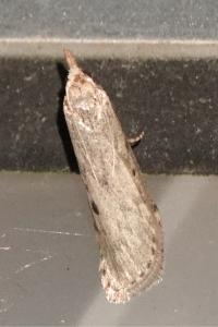 <i>Aphomia sociella</i>
