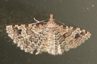<i>Alucita hexadactyla</i>