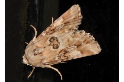 <i>Eremobia ochroleuca</i>