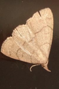 <i>Paracolax tristalis</i>