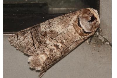 <i>Cossus cossus</i>