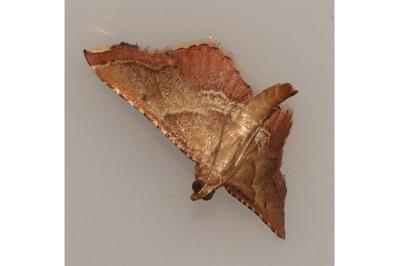 <i>Endotricha flammealis</i>