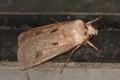 <i>Agrotis exclamationis</i>